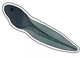 Vorschau - Präsentationen/Tafelbilder - Lebenszyklus Frosch: Tafelmaterial mit Bildkarten & Textkarten - Seite 3