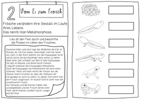 Vorschau - Stundenentwürfe - Forscherheft Frosch - Forscheraufgaben zum eigenständigen Arbeiten - Seite 3