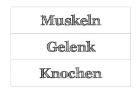 Vorschau - Experimente - Muskeln - Funktionsmodell zum Gegenspielerprinzip der Muskeln - Seite 3