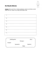 Vorschau - Arbeitsblätter - Der Weg der Nahrung - 3fach differenziert - Seite 3