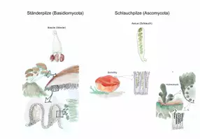 Vorschau - Unterrichtsreihen - Pilze - Seite 2
