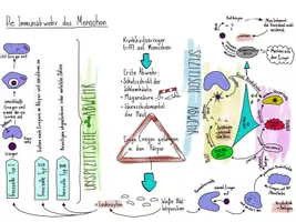 Vorschau - Stundenentwürfe - Immunabwehr des Menschen - Seite 1