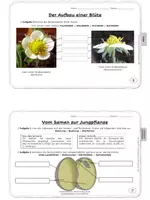 Vorschau - Arbeitsblätter - Mein Gartenbuch (Botanik / Pflanzen Einheit Kl. 5/6) - Seite 3