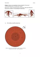 Vorschau - Stundenentwürfe - Der Baum (Wald, Aufbau, Wurzel, Baumstamm, Jahresringe/Dendrochronologie, Höhe von Bäumen bestimmen) - Seite 2
