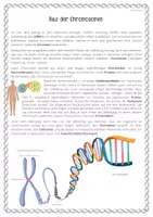 Vorschau - Arbeitsblätter - Arbeitsblatt - Verpackung der DNA / Bau der Chromosomen - Seite 3