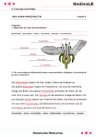 Vorschau - Arbeitsblätter - Heimische Obstarten - Lösungsvorschläge - Seite 3