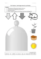 Vorschau - Mal- und Bastelvorlagen - Modellversuch Legekarten - Fotosynthese Maus, Pappel - Seite 2
