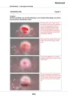 Vorschau - Arbeitsblätter - Blut - Arbeitsblätter mit Lösungen - Seite 1
