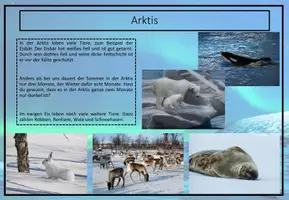 Vorschau - Arbeitsblätter - Tiere in Eis und Schnee - Seite 3