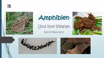 Vorschau - Arbeitsblätter - Amphibien zum Selbstlernen - Seite 1