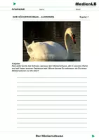 Vorschau - Arbeitsblätter - Der Höckerschwan - Arbeitsblätter mit Lösungen - Deckblatt