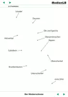 Vorschau - Präsentationen/Tafelbilder - Der Höckerschwan - Farbfolien - Seite 1
