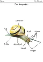 Vorschau - Arbeitsblätter - Minipaket: Schnecken (inkl. fachlicher Anmerkungen) - Seite 1