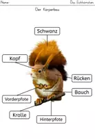 Vorschau - Arbeitsblätter - Das Eichhörnchen: Körperbau (differenzierte ABBs und Übersicht) - Seite 1