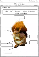 Vorschau - Arbeitsblätter - Das Eichhörnchen: Körperbau (differenzierte ABBs und Übersicht) - Seite 3