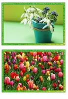 Vorschau - Poster - Frühblüher - Bildkarten / Flashcards - Seite 1