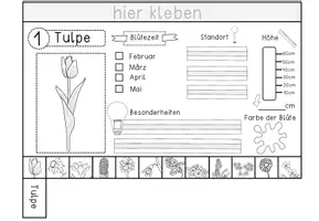 Vorschau - Arbeitsblätter - Flip Book Frühblüher - zweifach differenzierte Bastelvorlage - Seite 3