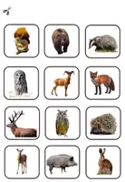 Vorschau - Bildkarten - Klettmappe: Tiere im Wald - Paare finden - Seite 2
