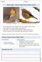 Vorschau - Arbeitsblätter - Warum frieren Vögel im Winter nicht - Seite 1