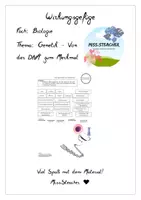 Vorschau - Arbeitsblätter - Wirkungsgefüge - Von der DNA zum Merkmal - Deckblatt