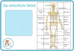 Vorschau - Spiele - Knochen und Skelett – Digitales Puzzle für Computer & iPad - Seite 1
