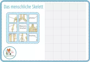 Vorschau - Spiele - Knochen und Skelett – Digitales Puzzle für Computer & iPad - Seite 3