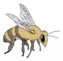 Vorschau - selbst erstellte Cliparts/Grafiken - Clipartpaket Insekten - Seite 3