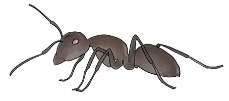 Vorschau - selbst erstellte Cliparts/Grafiken - Clipartpaket Insekten - Seite 1
