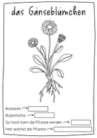 Vorschau - Arbeitsblätter - Herbarium Wiesenpflanzen - Steckbriefe für gepresste Blüten - Seite 3
