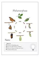 Vorschau - Arbeitsblätter - Metamorphose Schmetterling: freies Sätze schreiben (editierbar) - Seite 2