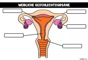 Vorschau - Stundenentwürfe - Sexualkunde - PAKET - Seite 2