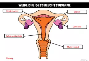 Vorschau - Stundenentwürfe - Sexualkunde - Geschlechtsorgane - Seite 3