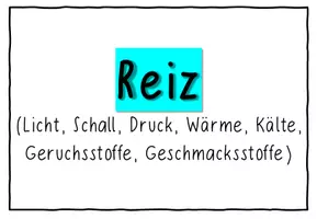 Vorschau - Präsentationen/Tafelbilder - Tafelkarten: Reizverarbeitung (A4) - Seite 2