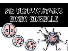 Vorschau - Stundenentwürfe - Sexualkunde - Befruchtung einer Eizelle - Seite 1