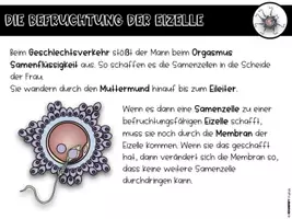Vorschau - Stundenentwürfe - Sexualkunde - Befruchtung einer Eizelle - Seite 2