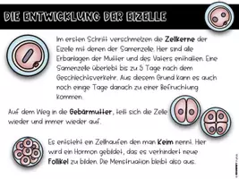 Vorschau - Stundenentwürfe - Sexualkunde - Befruchtung einer Eizelle - Seite 3