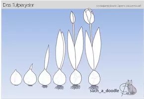 Vorschau - Mal- und Bastelvorlagen - Tulpenjahr Tulpe Wachstum - Deckblatt