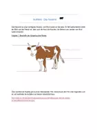 Vorschau - Arbeitsblätter - Das Rind: Filmanalyse - Seite 1