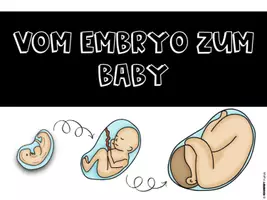 Vorschau - Stundenentwürfe - Sexualkunde - Vom Embryo zum Baby - Seite 1