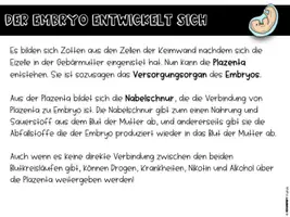 Vorschau - Stundenentwürfe - Sexualkunde - Vom Embryo zum Baby - Seite 2