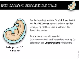 Vorschau - Stundenentwürfe - Sexualkunde - Vom Embryo zum Baby - Seite 3