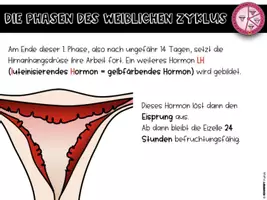 Vorschau - Stundenentwürfe - Sexualkunde - Der weibliche Zyklus - Seite 3