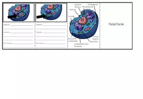 Vorschau - Arbeitsblätter - Faltbüchlein: tierische Zelle (Organellen & deren Funktion) - Seite 3