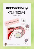 Vorschau - Poster - Befruchtung der Eizelle Tafelmaterial - Deckblatt