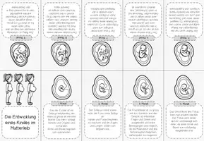 Vorschau - Arbeitsblätter - Embryoentwicklung Tafelmaterial + Minibook - Seite 3