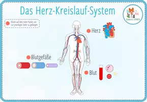 Vorschau - Arbeitsblätter - Herz, Blutgefäße und Blut - interaktives PDF - Seite 1