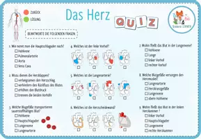 Vorschau - Arbeitsblätter - Herz, Blutgefäße und Blut - interaktives PDF - Seite 3