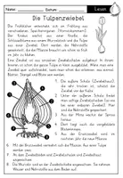 Vorschau - Arbeitsblätter - Sachtext: Aufbau der Tulpenzwiebel / Frühblüher mit Fragen zum Text - auch als Lesekonferenz geeignet - Seite 1