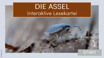 Vorschau - Interaktives Material - Die Assel: Interaktive Lesekartei - Seite 1