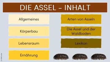 Vorschau - Interaktives Material - Die Assel: Interaktive Lesekartei - Seite 3